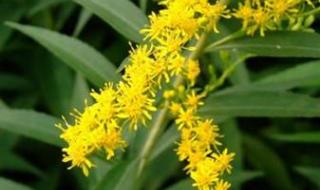 清道夫的危害性 清道夫的危害性