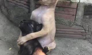 能不能让我陪着你走 能不能让我陪着你走